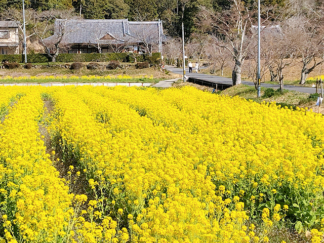 普賢寺近辺の菜の花畑画像